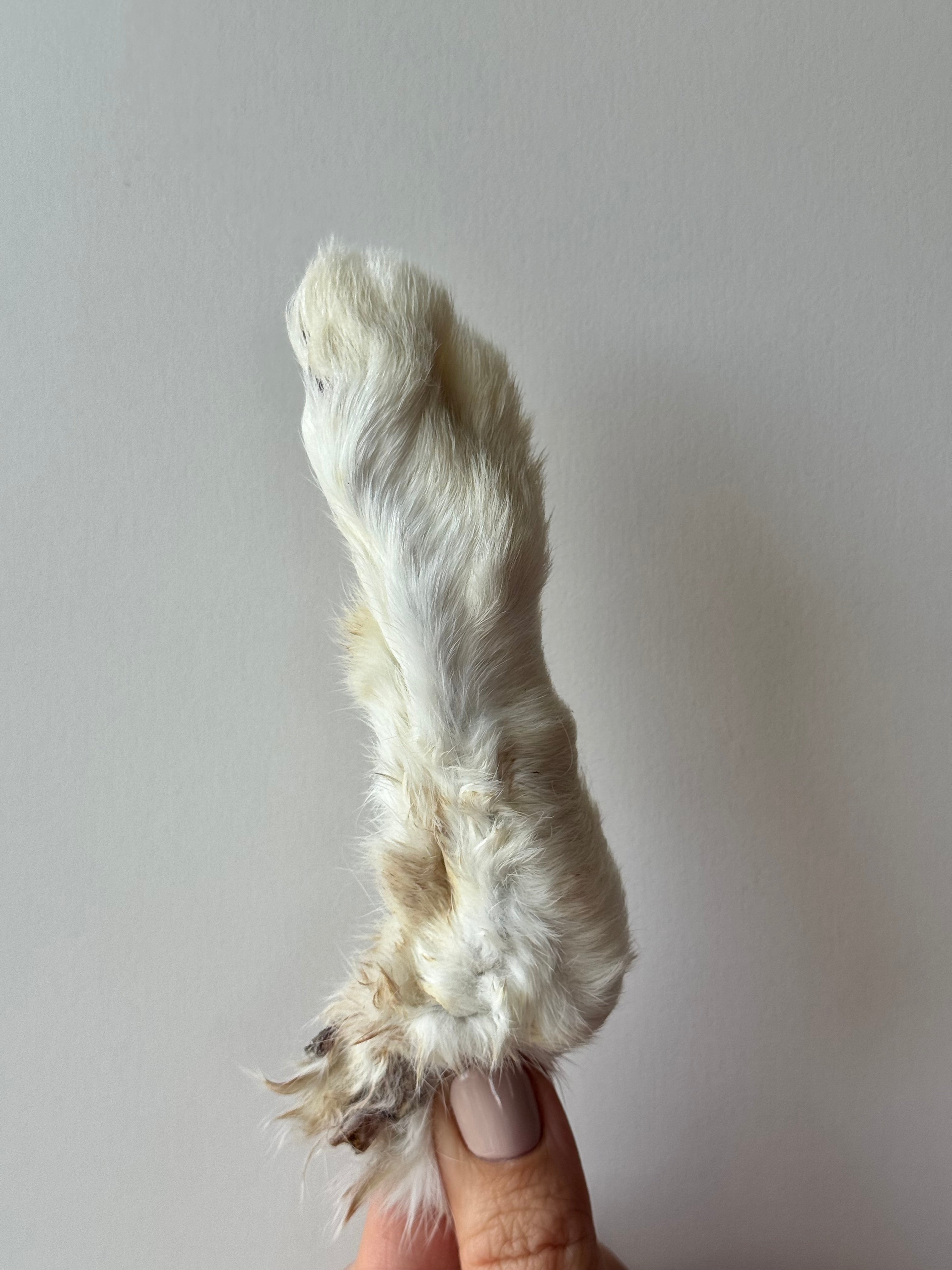 Patte de lapin