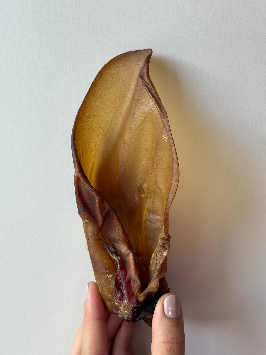 Oreille de boeuf sans poils