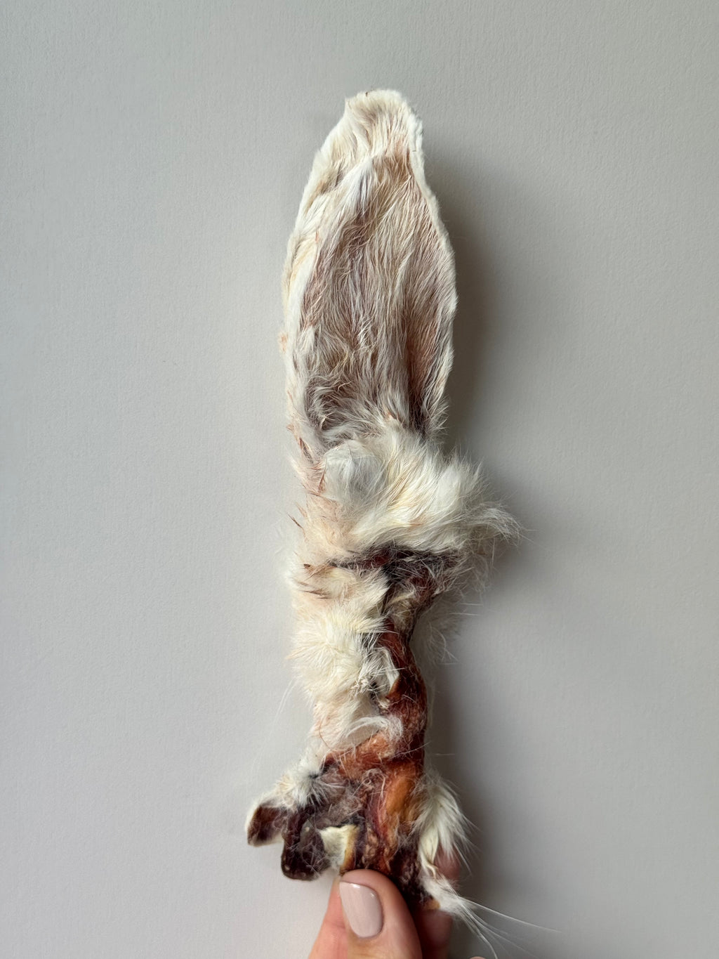 Oreille de lapin avec poils