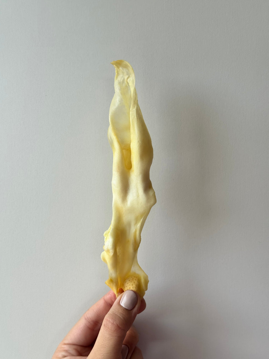 Oreille de lapin sans poils