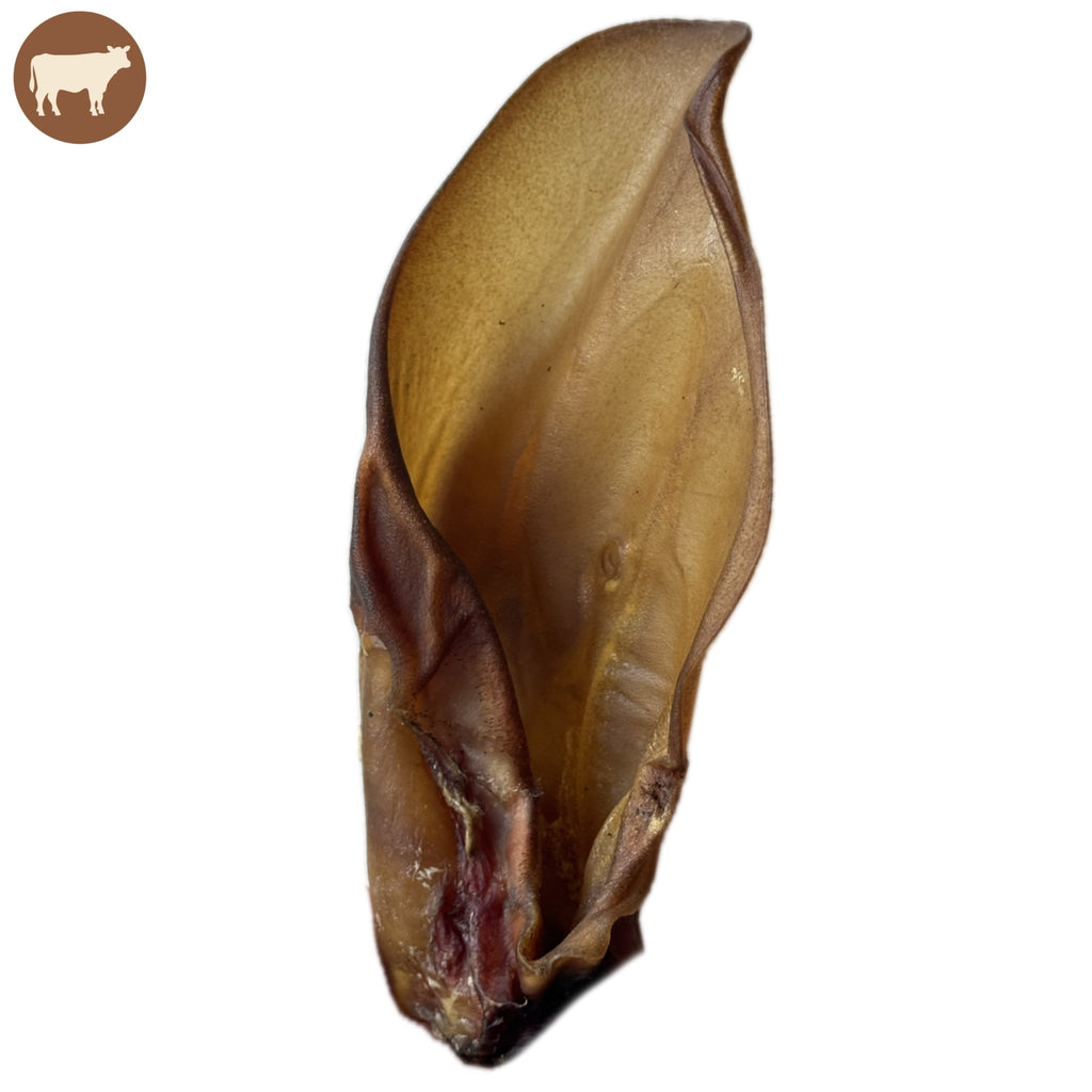 Oreille de boeuf sans poils