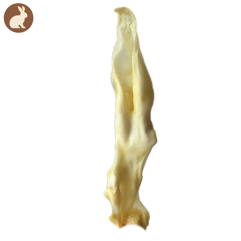 Oreille de lapin sans poils