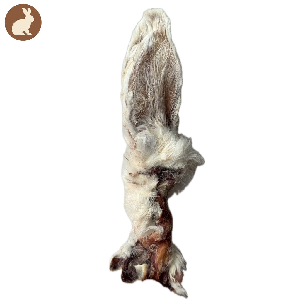 Oreille de lapin avec poils